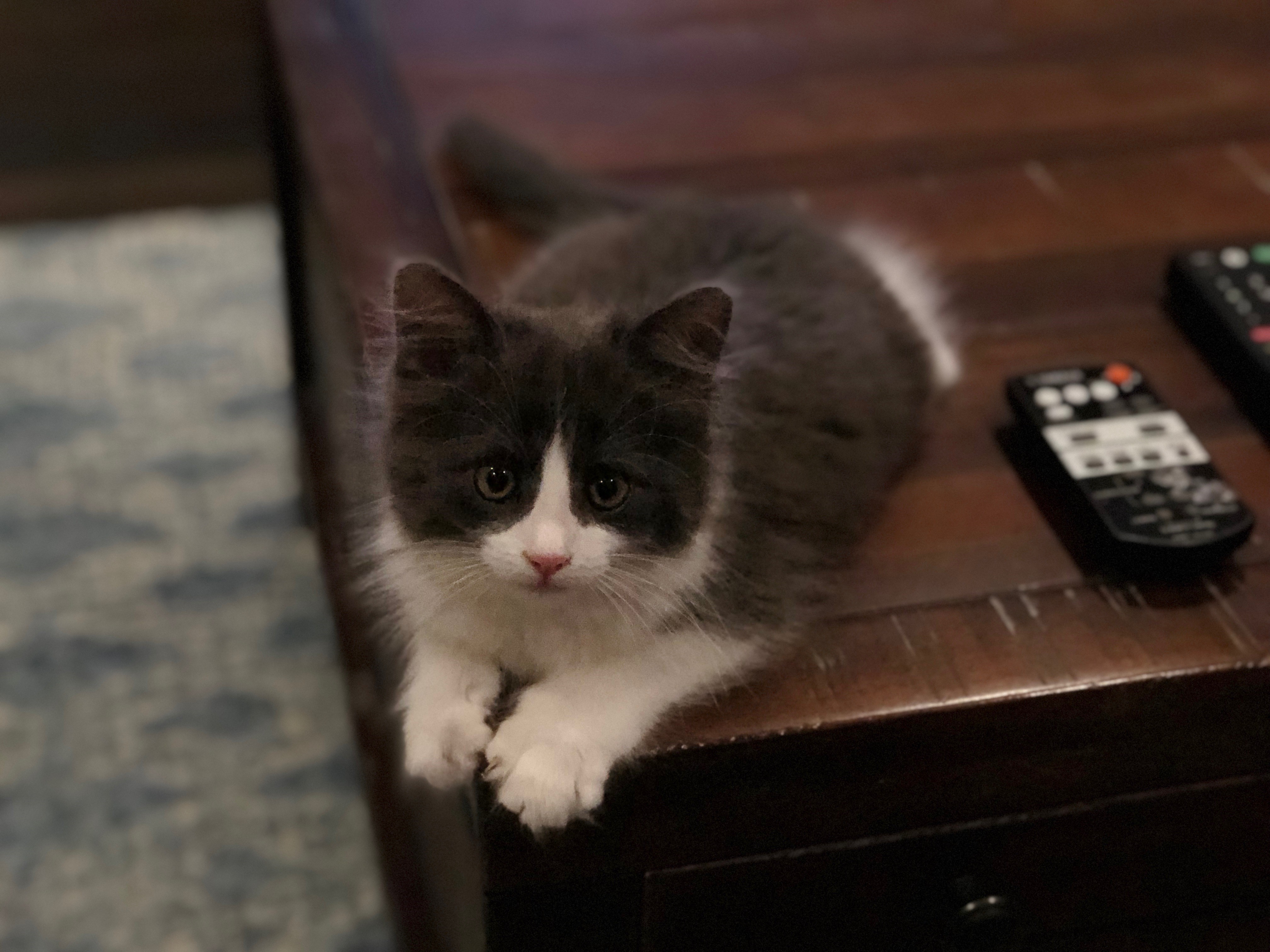 MR. BOOTS MR. BOOTS